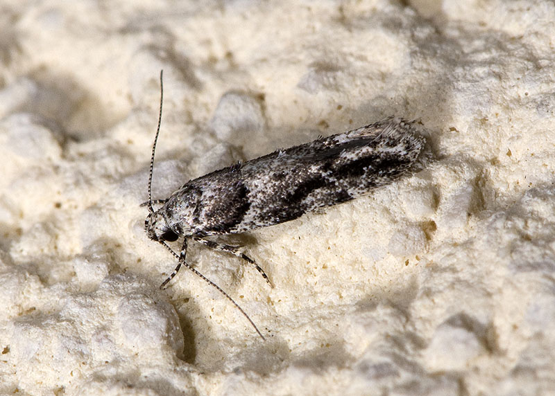 Gelechiidae 2: Recurvaria nanella